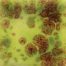Mayco CG-717 Pistachio