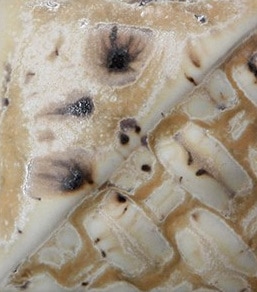 Mayco SW-176 Sandstone