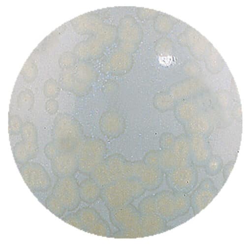 Magma MST842 steengoed wit mat kristaleffekt