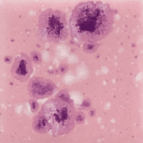 Mayco CG-1014 Pink Plum