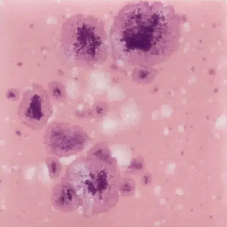 Mayco CG-1014 Pink Plum