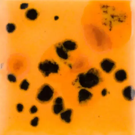 Mayco CG-1013 Papaya